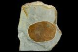 Fossil Leaf (Zizyphoides) - Montana #120862-1